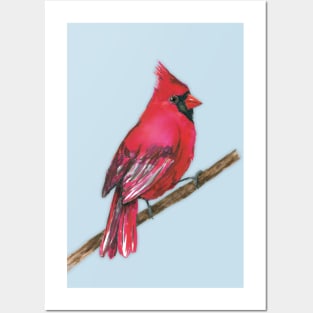 A Northern cardinal watercolor Posters and Art